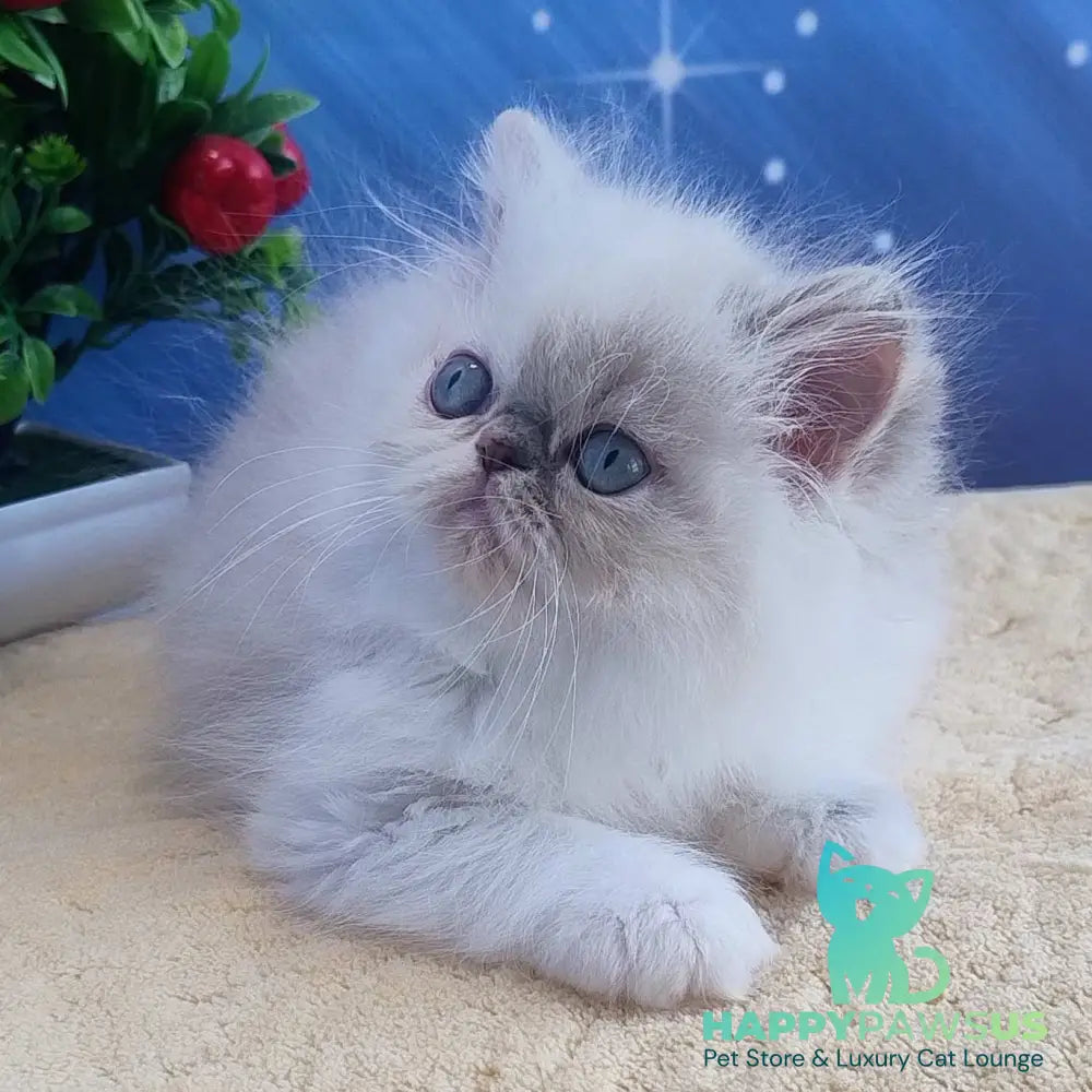 Sesil Persian female black tabby pointed bicolour - live animals