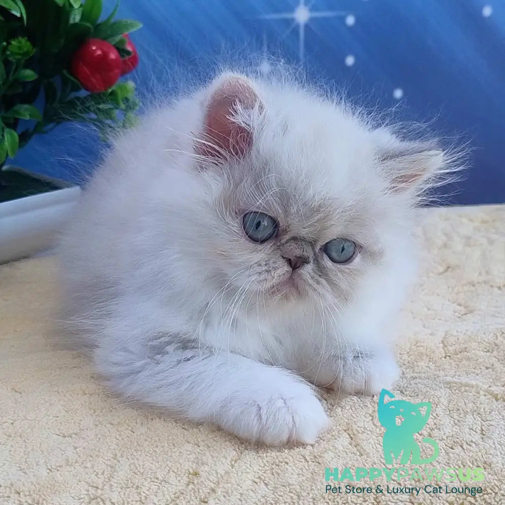 Sesil Persian female black tabby pointed bicolour - live animals