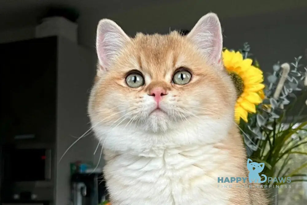 Seva British Shorthair male black golden shaded live animals