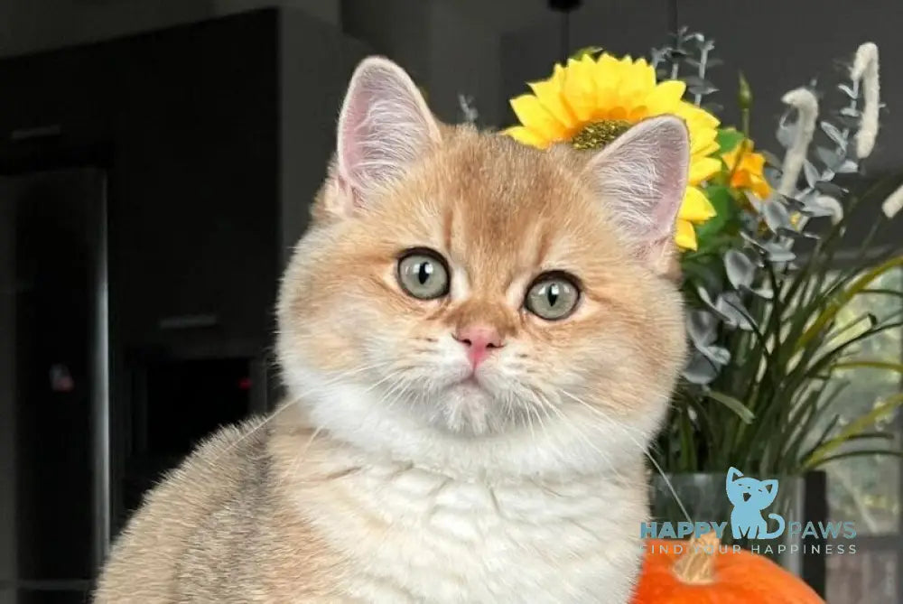 Seva British Shorthair male black golden shaded live animals