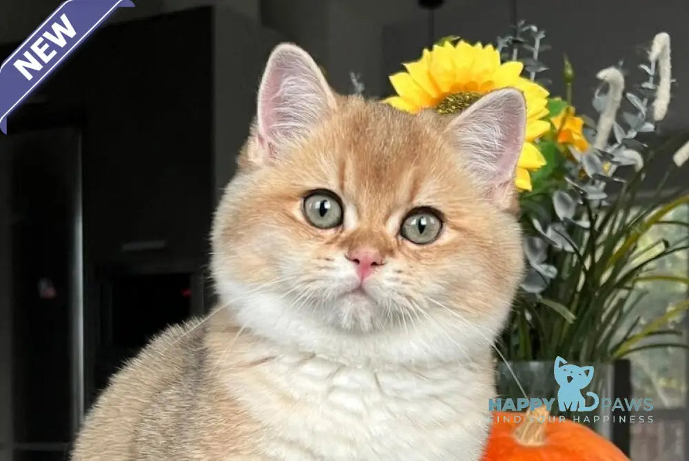 Seva British Shorthair male black golden shaded live animals