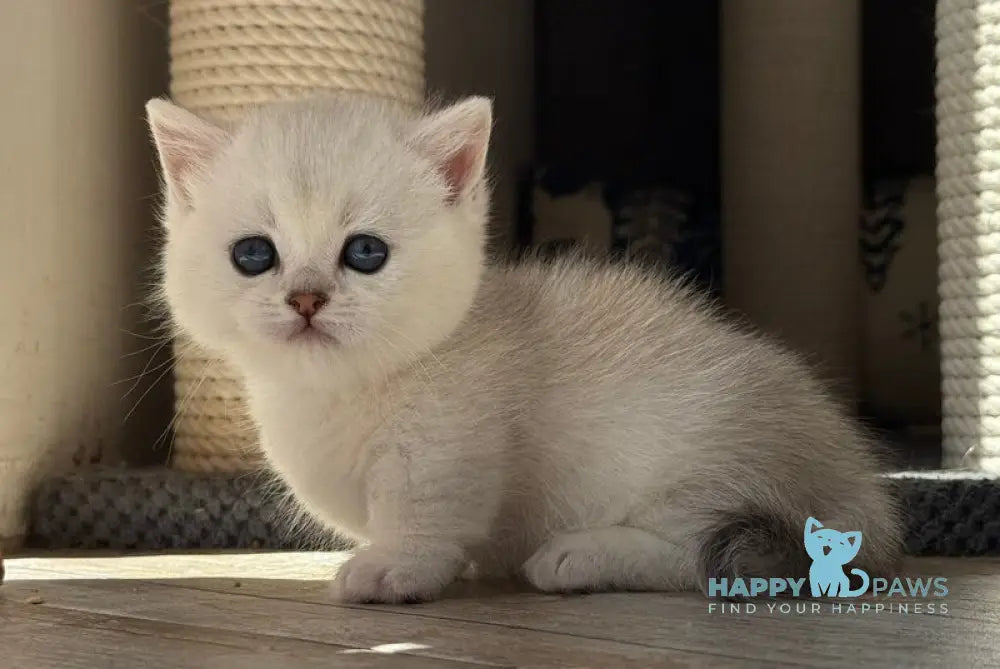 Seva Munchkin male black silver ticked tabby live animals