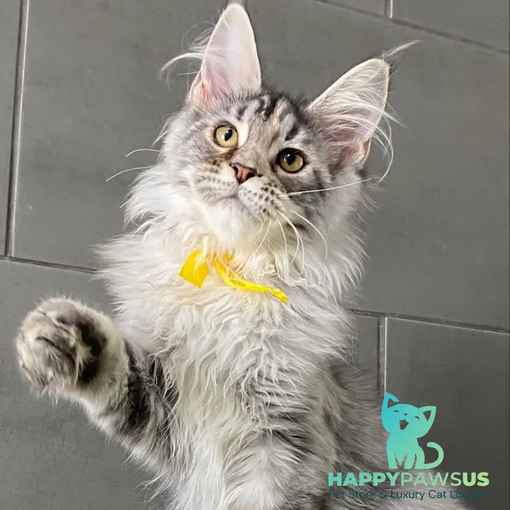 Seven Maine Coon female black tortie silver tabby - live animals