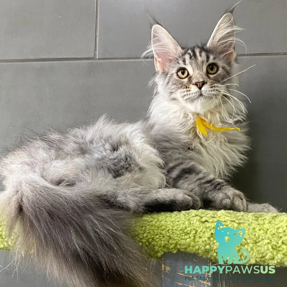 Seven Maine Coon female black tortie silver tabby - live animals