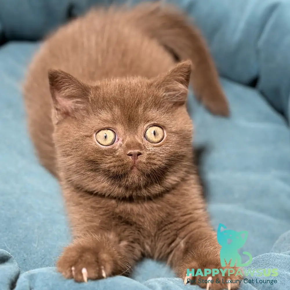Seymour British Shorthair male chocolate
