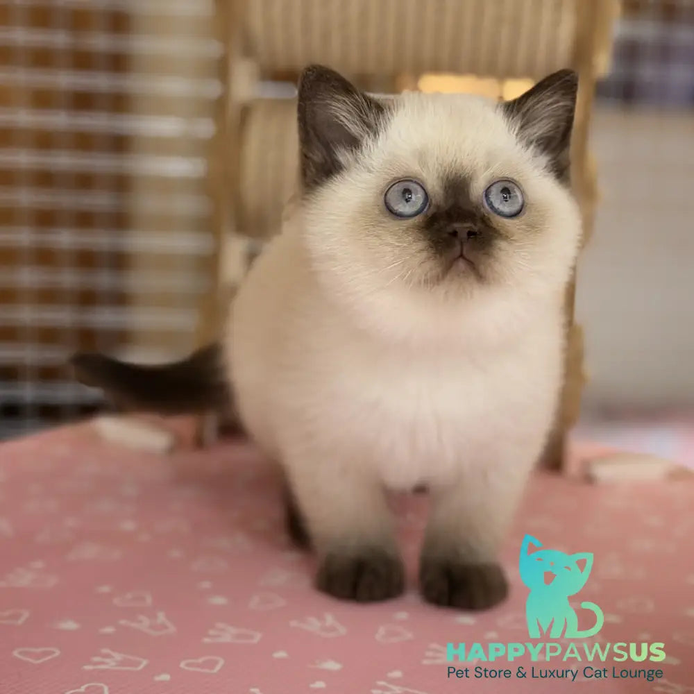 Seymour British Shorthair male chocolate pointed - live animals