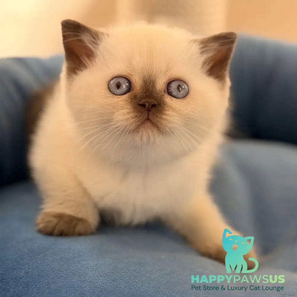 Seymour British Shorthair male chocolate pointed - live animals