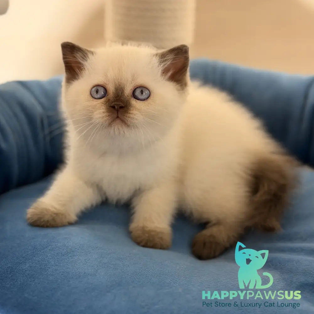 Seymour British Shorthair male chocolate pointed - live animals