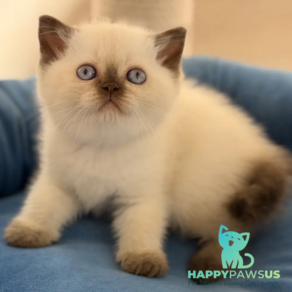 Seymour British Shorthair male chocolate pointed - live animals