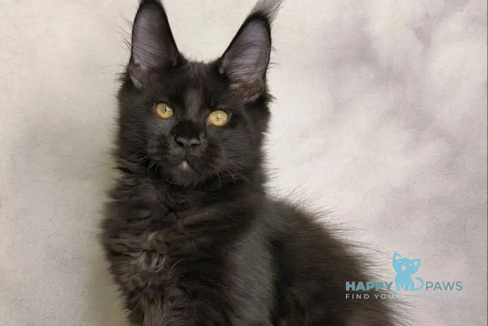 Shadow Maine Coon male black live animals