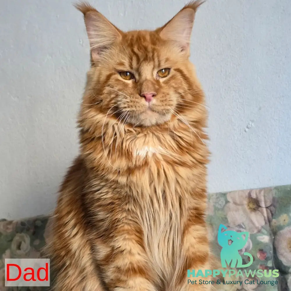 Shadow Maine Coon male black with white - live animals