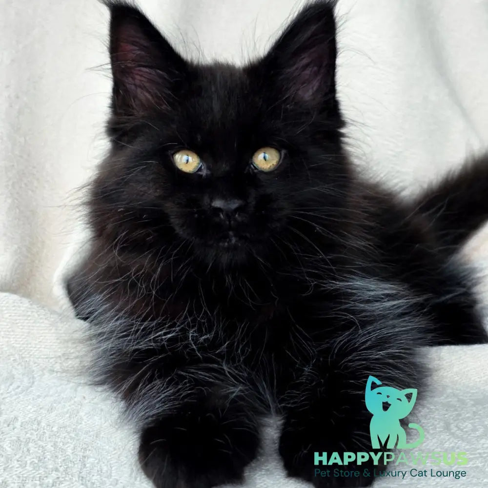 Shadow Maine Coon male black with white - live animals