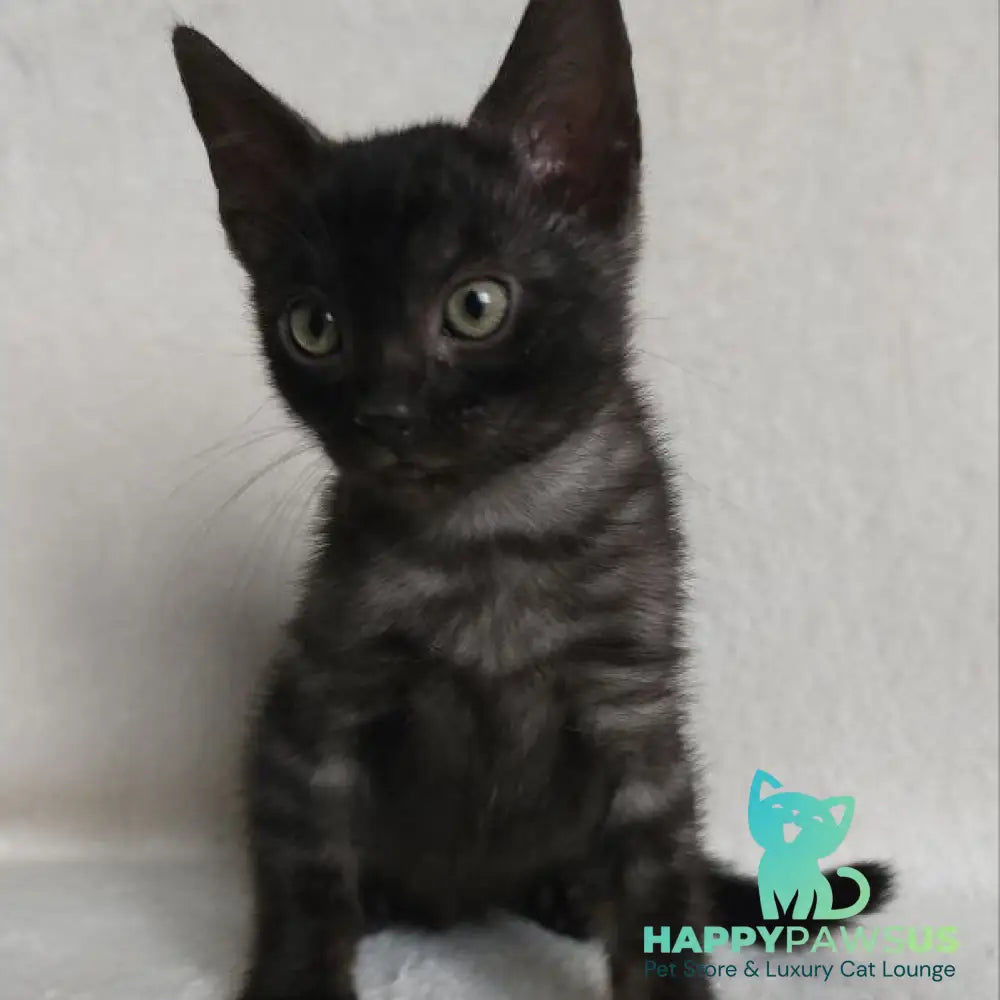 Shaih Bengal male smoky - live animals