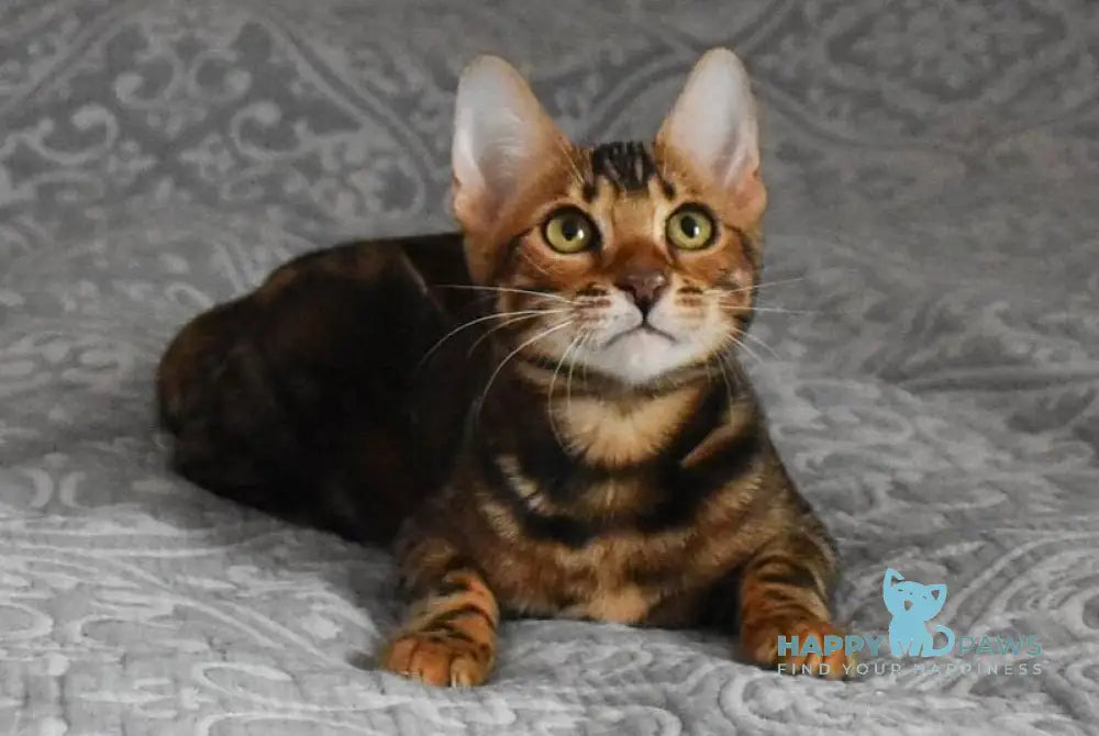 Shakira Bengal female black spotted tabby live animals