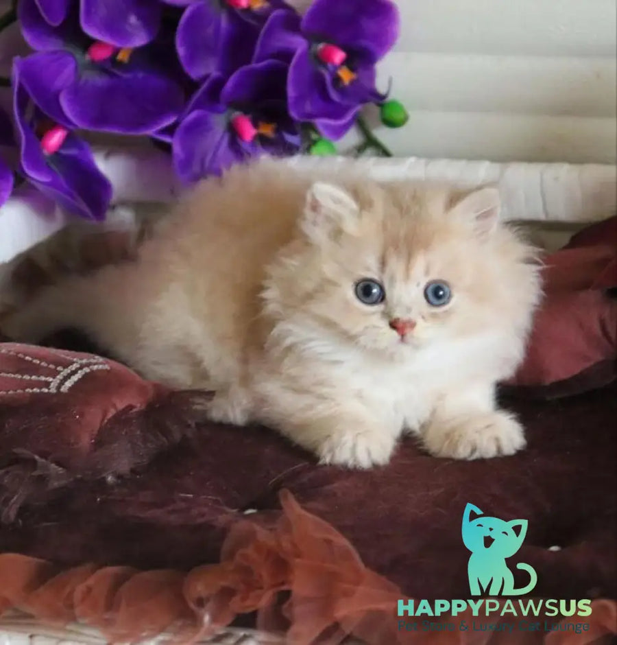 Shakira British Shorthair female lilac golden shaded - live animals
