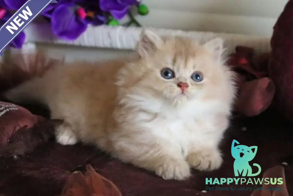Shakira British Shorthair female lilac golden shaded - live animals