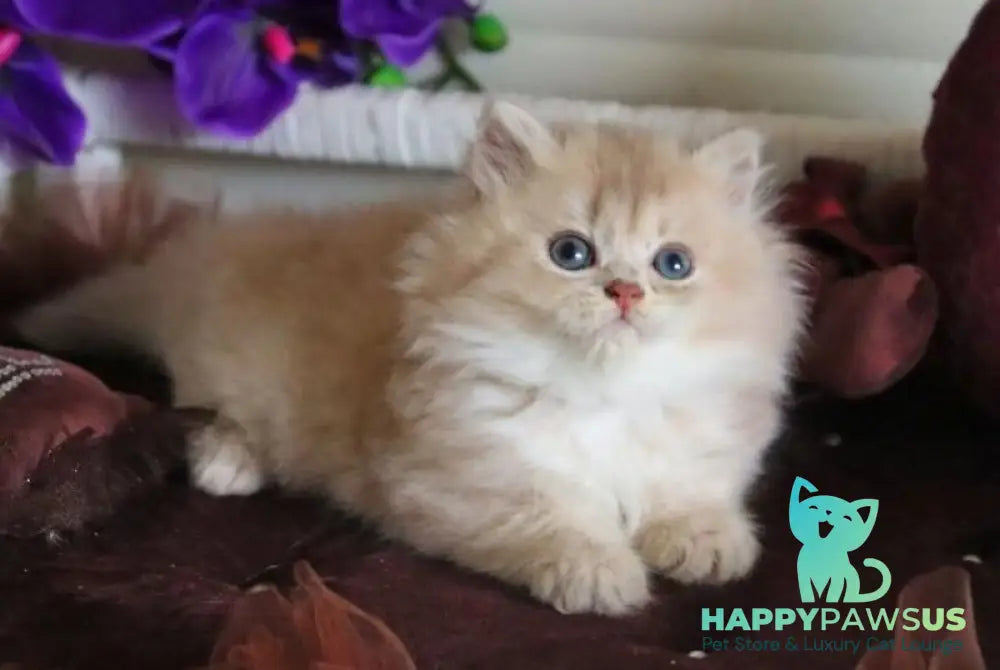 Shakira British Shorthair female lilac golden shaded - live animals