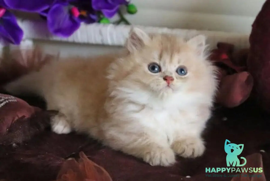 Shakira British Shorthair female lilac golden shaded - live animals