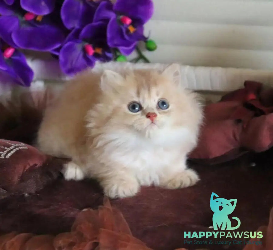 Shakira British Shorthair female lilac golden shaded - live animals