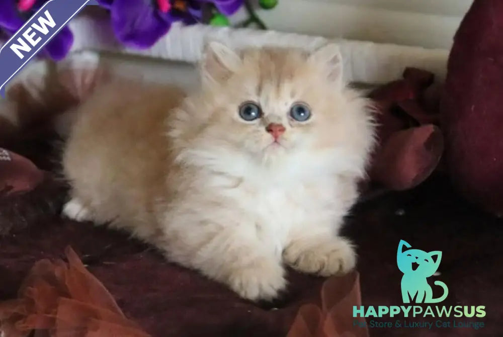 Shakira British Shorthair female lilac golden shaded - live animals