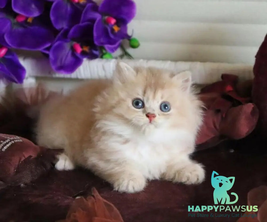 Shakira British Shorthair female lilac golden shaded - live animals