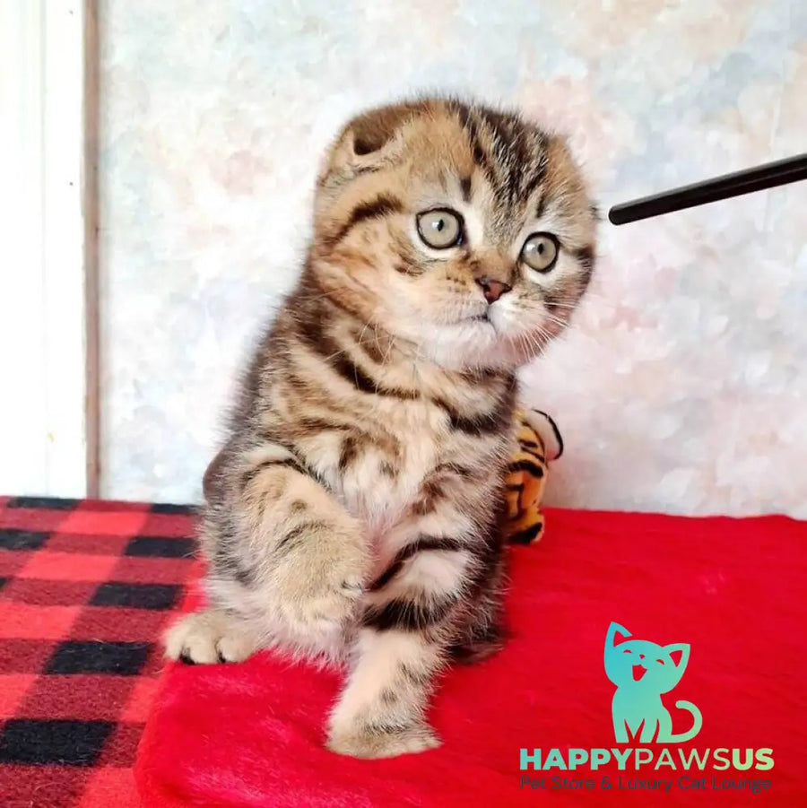 Shakira Scottish Fold female black tabby - live animals