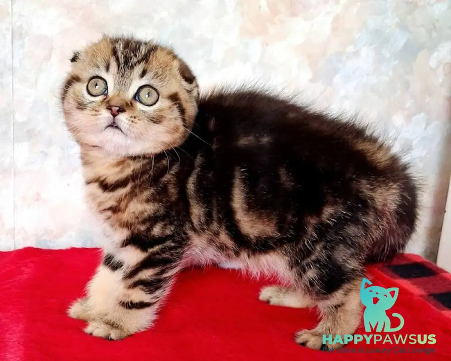 Shakira Scottish Fold female black tabby - live animals
