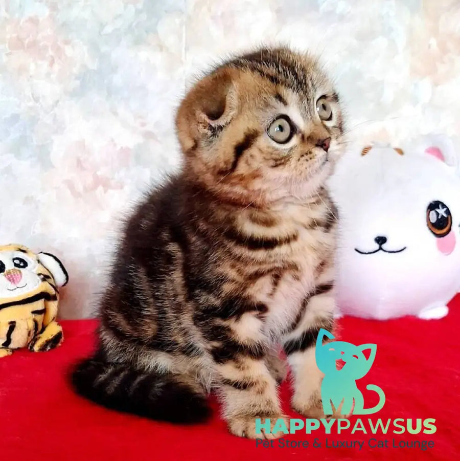 Shakira Scottish Fold female black tabby - live animals