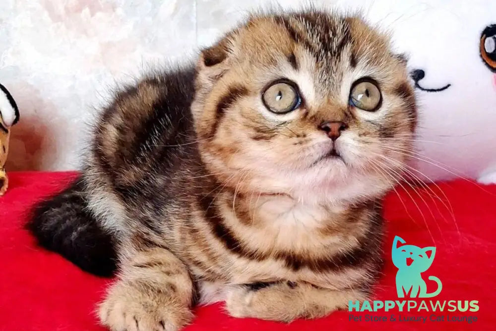 Shakira Scottish Fold female black tabby - live animals