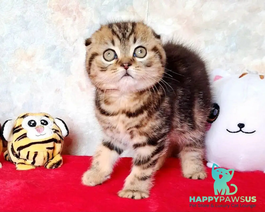 Shakira Scottish Fold female black tabby - live animals