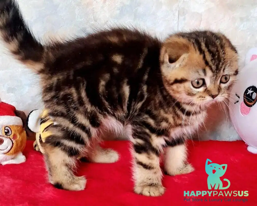 Shakira Scottish Fold female black tabby - live animals
