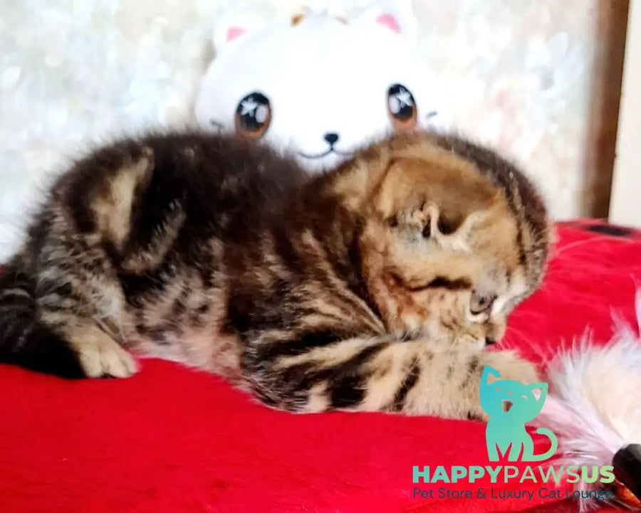 Shakira Scottish Fold female black tabby - live animals