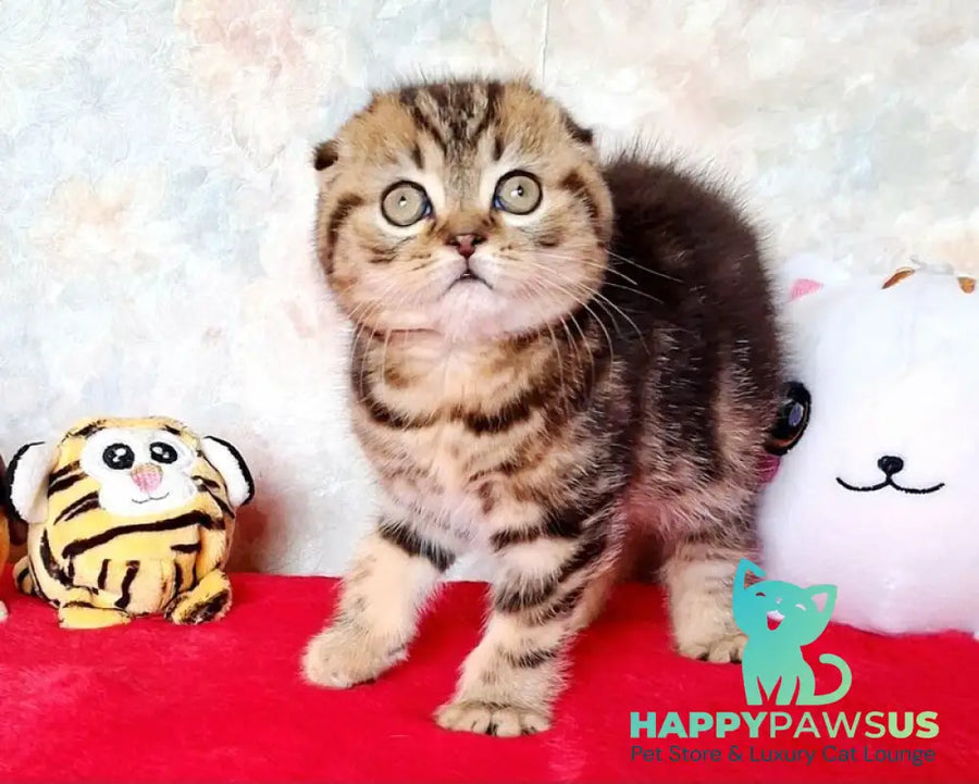Shakira Scottish Fold female black tabby - live animals