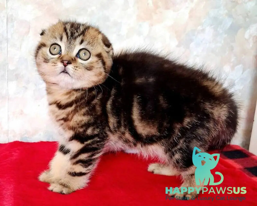 Shakira Scottish Fold female black tabby - live animals