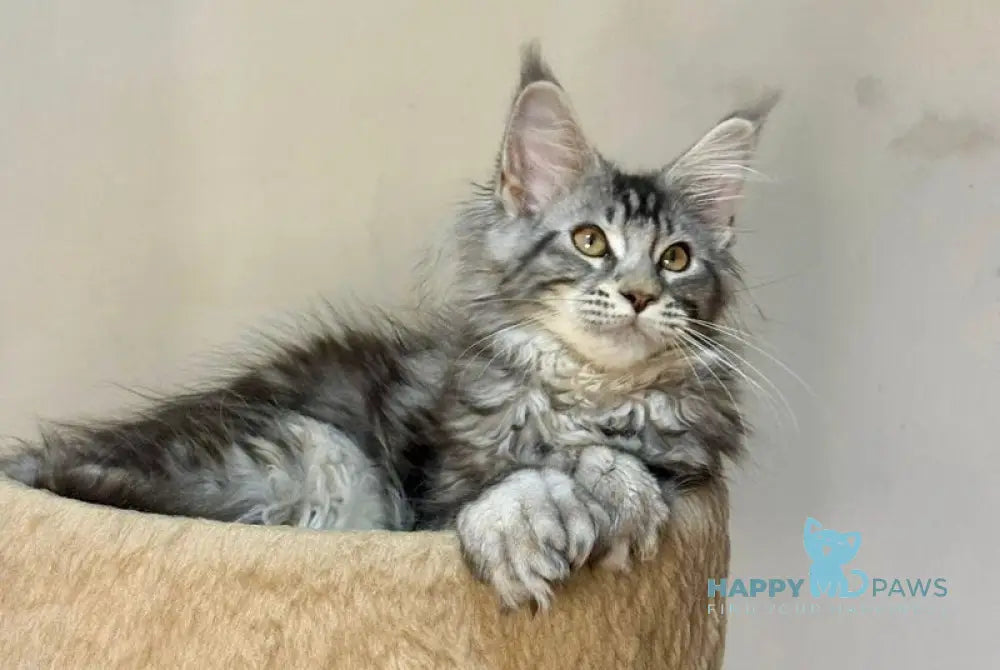 Shaman Maine Coon male polydactyl black silver tabby live animals