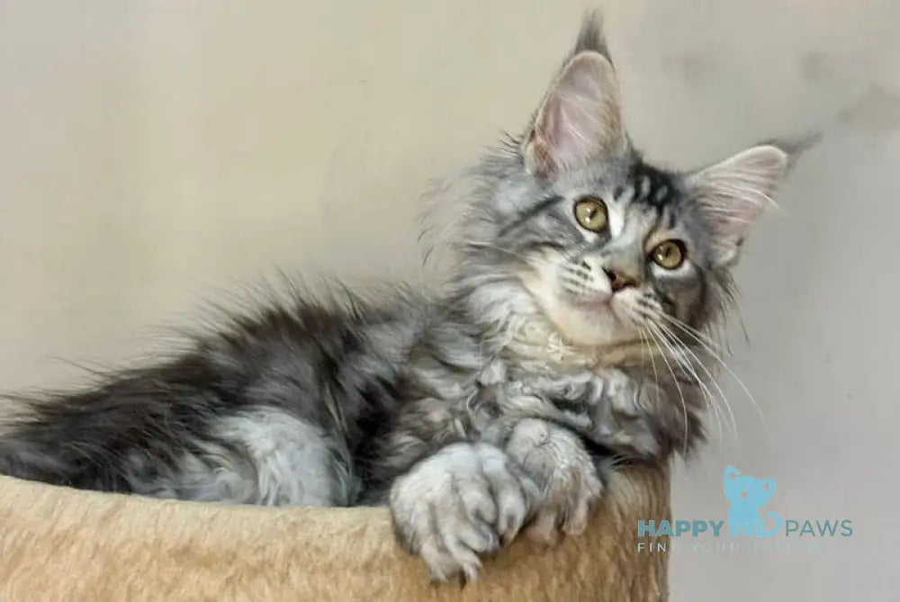 Shaman Maine Coon male polydactyl black silver tabby live animals