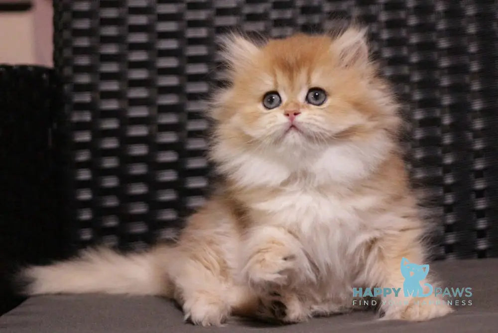 Shanell British Longhair female black golden chinchilla live animals