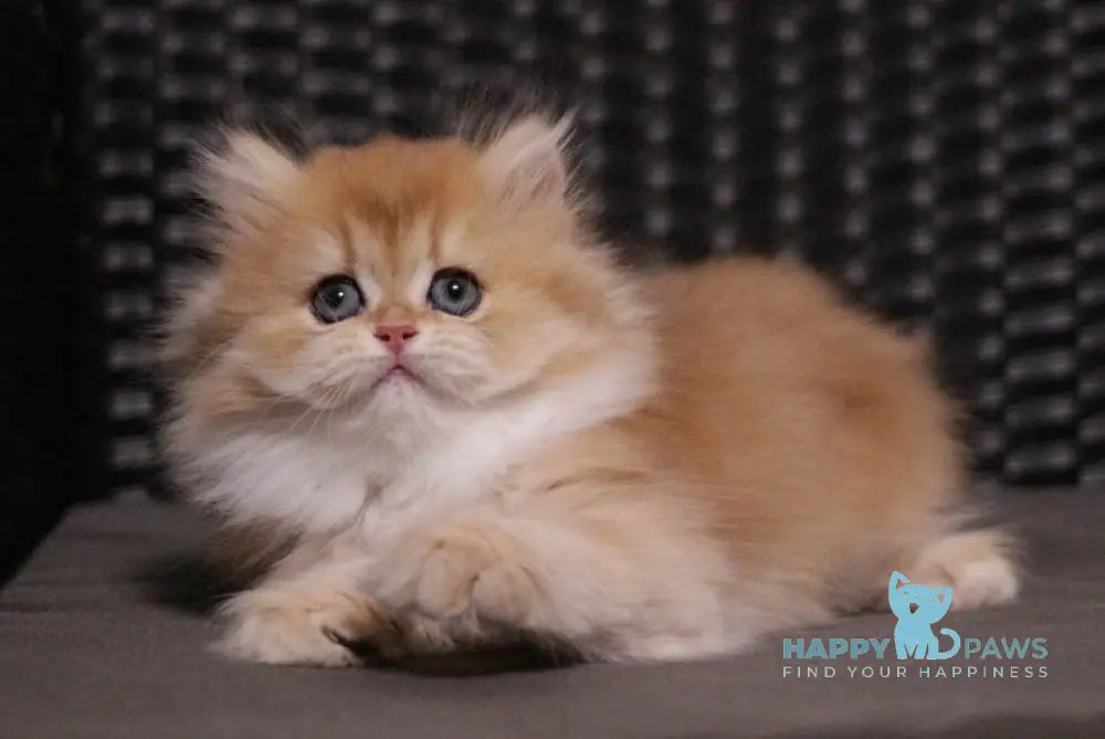 Shanell British Longhair female black golden chinchilla live animals