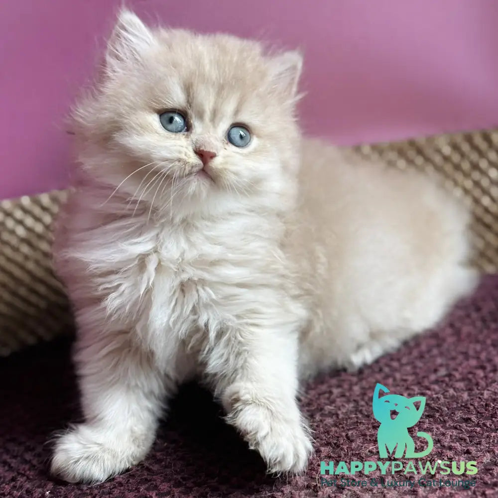 Shanti British Longhair female lilac golden shaded - live animals