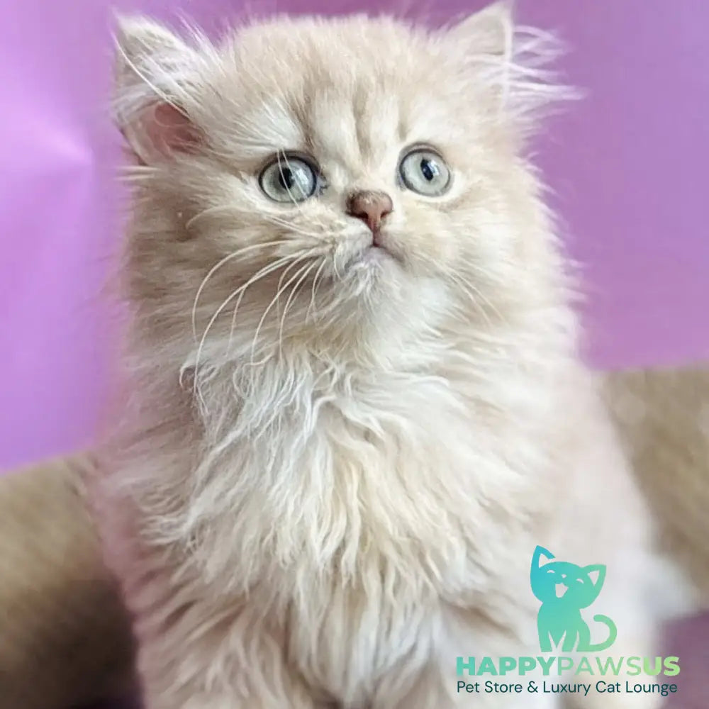 Shanti British Longhair female lilac golden shaded - live animals
