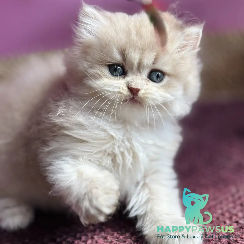 Shanti British Longhair female lilac golden shaded - live animals