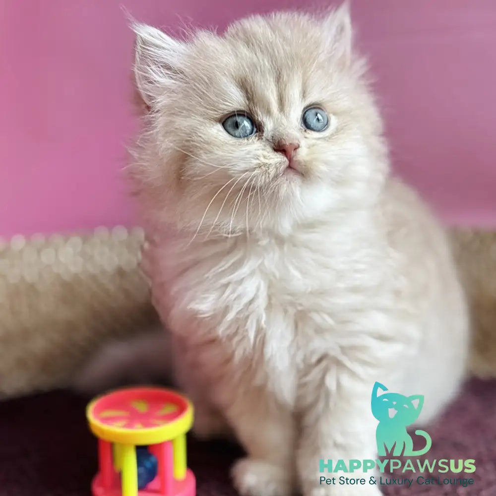 Shanti British Longhair female lilac golden shaded - live animals