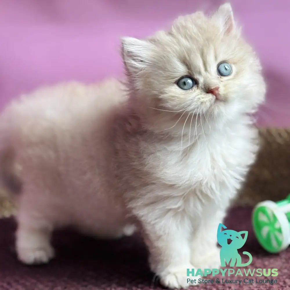 Shanti British Longhair female lilac golden shaded - live animals