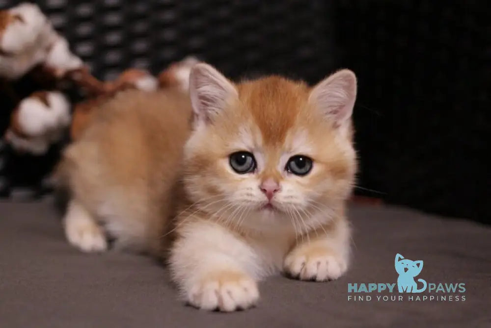 Shanti British Shorthair female black golden chinchilla live animals