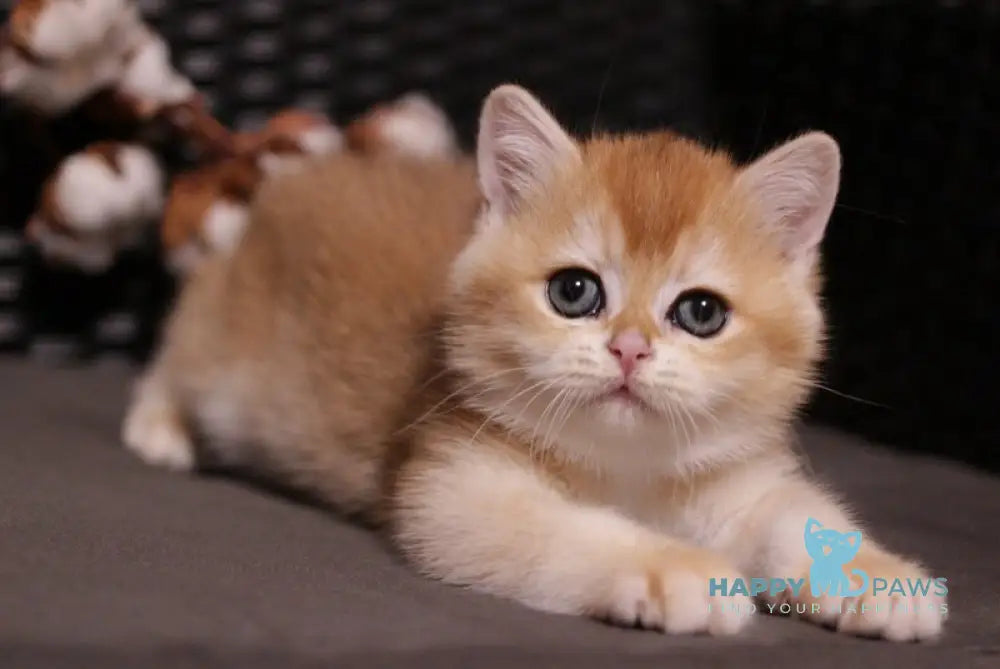 Shanti British Shorthair female black golden chinchilla live animals