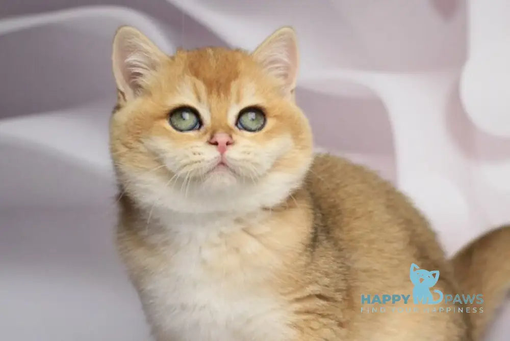 Shanti British Shorthair female black golden chinchilla live animals