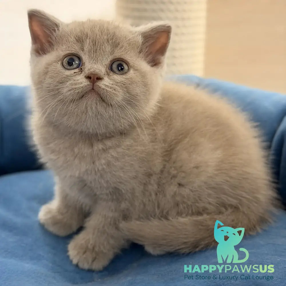 Shanti British Shorthair male lilac - live animals