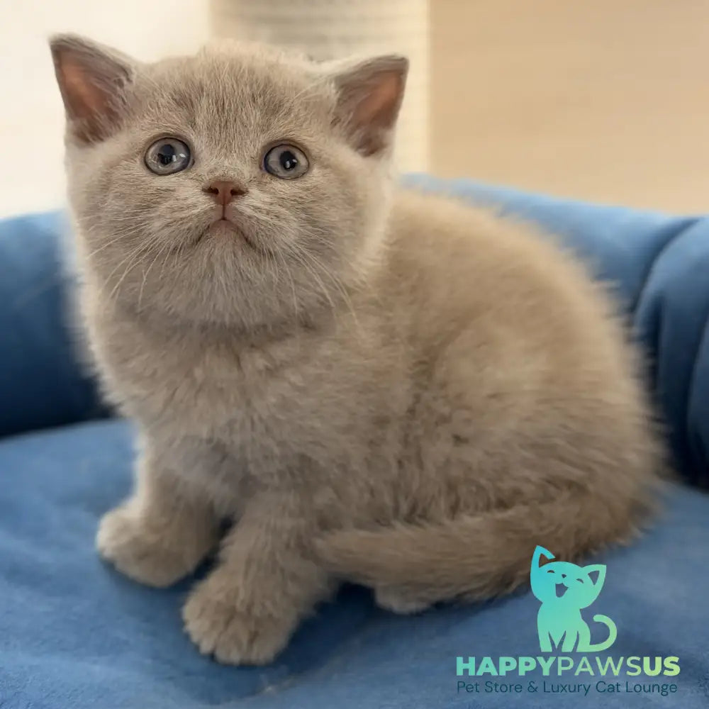 Shanti British Shorthair male lilac - live animals