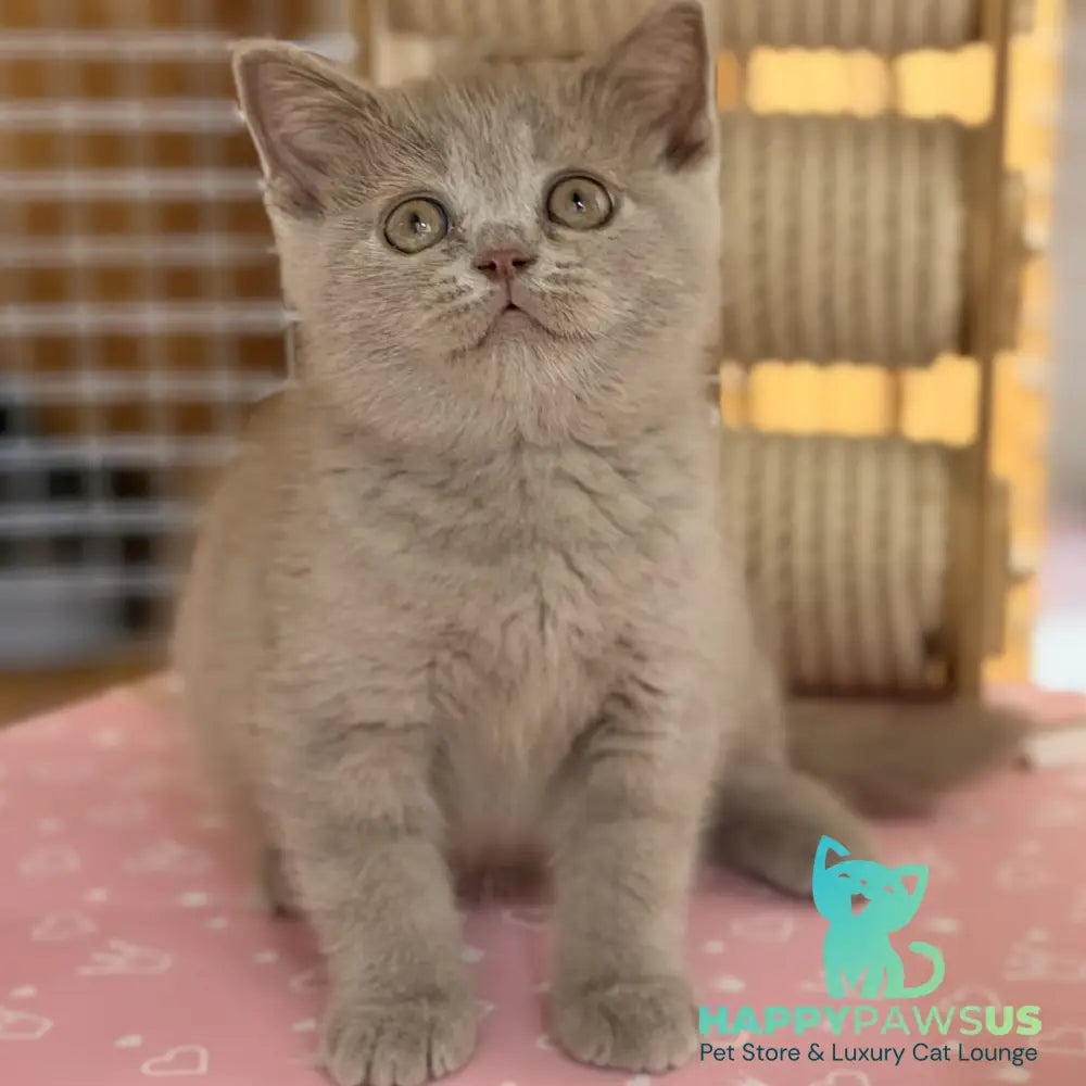 Shanti British Shorthair male lilac - live animals