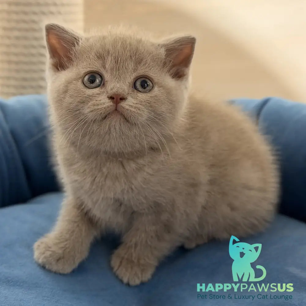 Shanti British Shorthair male lilac - live animals